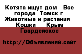 Котята ищут дом - Все города, Томск г. Животные и растения » Кошки   . Крым,Гвардейское